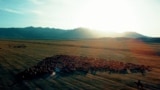 «Быть пастухом трудно»: тяжелые будни современных кыргызских чабанов