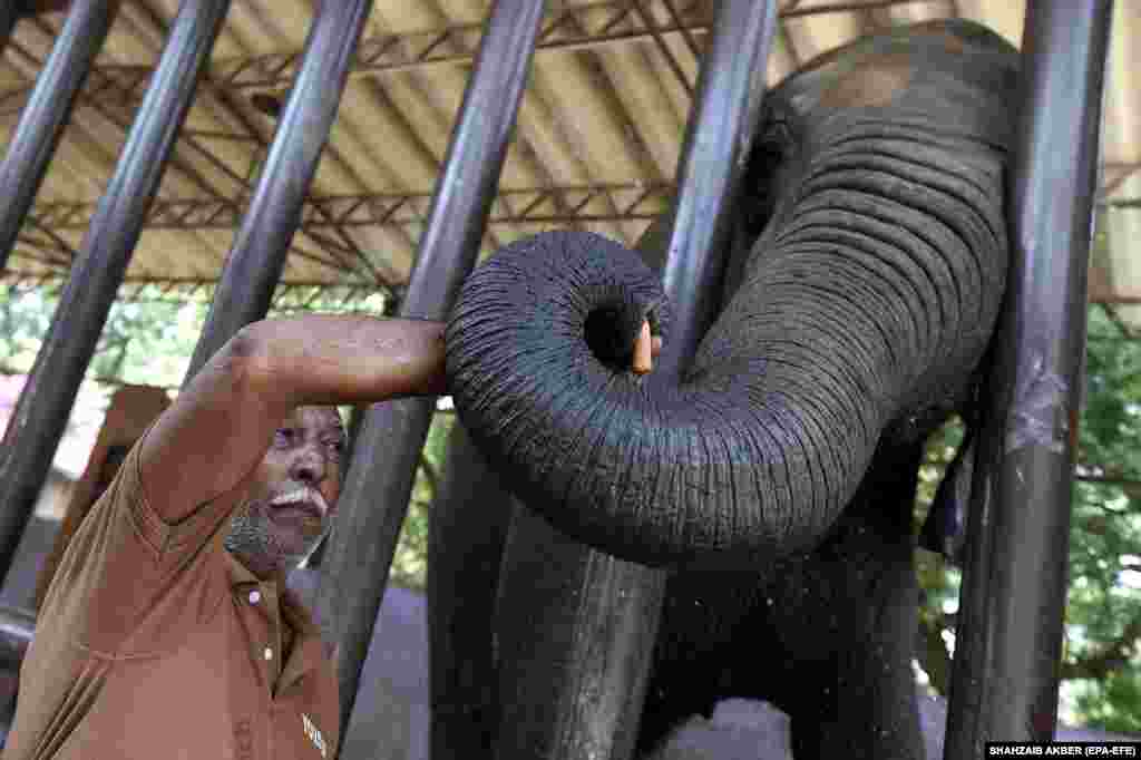 Un angajat al grădinii zoologice din Karachi, Pakistan, o hrănește pe Madhubala, o femelă elefant care trece printr-o perioadă de stres și slăbiciune, după ce în aprilie și-a pierdut partenerul.