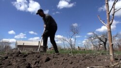 Ամեն ինչ թանկով առնում եմ, քաշվում, ուղղակի ամոթ է՝ հողը թողենք պարապ. շիրակցի գյուղատնտես