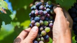 Եթե ոչ ծիրանն ու խաղողը, ապա ի՞նչն է ապահովագրվում. կառավարության որոշումը՝ մտահոգությունների առիթ
