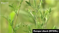 Așa arată planta de ambrozie.