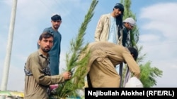 په خوست کې یوشمېر ځوانان بوټي او ونې کښېنوي - د فبرورۍ ۲۳مې انځور.