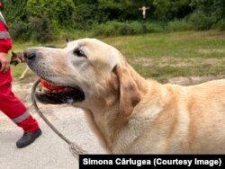 Primul care a ieșit la joacă după probă a fost Oscar. Are o minge portocalie pe care o plimbă în gură în speranța că i-o va arunca cineva.