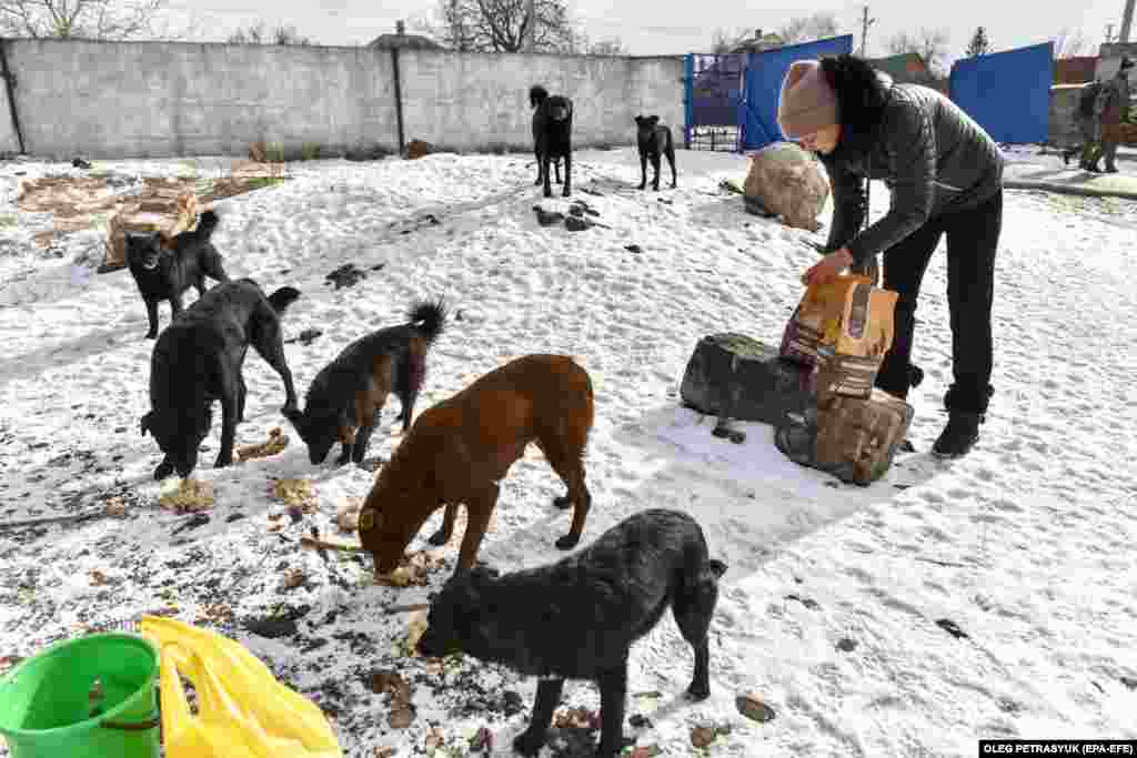 Iulia, voluntara unei organizații de protecție a animalelor, hrănește câini fără adăpost la piața din Druzhkivka, în regiunea Donețk din estul Ucrainei, pe 16 februarie. Invazia rusă nu numai că a declanșat o criză umanitară masivă; a lăsat, de asemenea, sute de mii de animale de companie abandonate de proprietarii care au fugit să caute siguranță. 