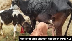 زنان در بامیان بیشتر کار های وابسته به تهیه محصولات زراعتی و عرضه آن به بازار های محلی را به دوش دارند