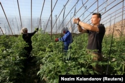 Kineski farmer sadi u stakleniku u gradu Bustonkala, 100 kilometara južno od prestonice Tadžikistana, Dušanbea, 2011. godine.
