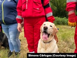 Oscar e un labrador de 9 ani care pare că râde permanent. A fost în misiune în Turcia