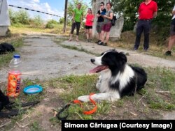 Neil, un Border Collie de 8 ani și jumătate a găsit primul o victimă îngropată sub dărâmături. Acum se odihnește.