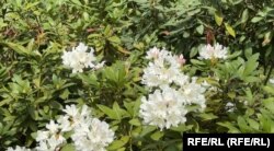 Rododendronii au nevoie de soluri bogate în substanțe acide.