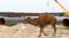 Верблюд проходит у строящегося нефтепровода Атырау – Самара.