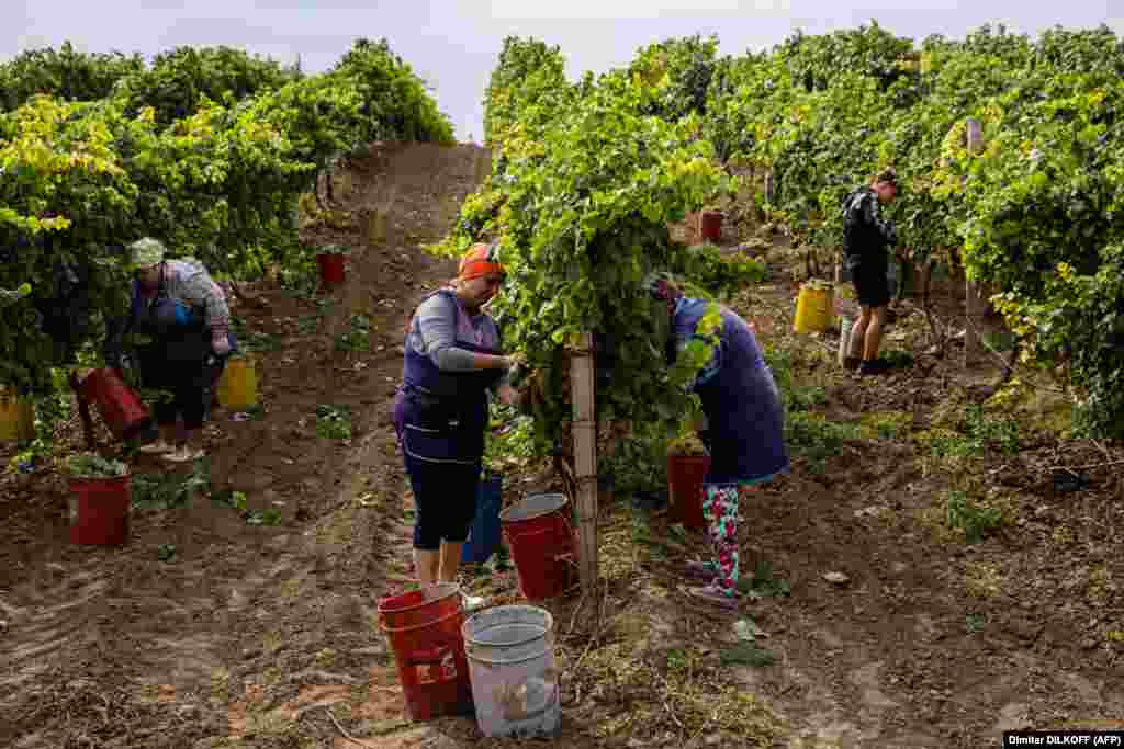 In a region that has been economically crippled by war, the winery is a welcome source of income for those who have stayed. Zyneida Bossa, 66, is unfazed when she discovers weapon fragments amongst the vines. "Some people are nervous because of missiles, but I'm OK. What can we do? You have to have something to live on, we need to work," she said.