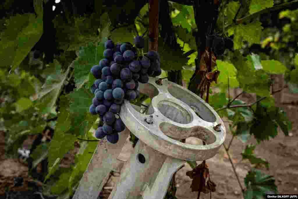 "I'm the winegrower closest to the front line," Magalias told AFP as the heavy rumbling of Russian and Ukrainian artillery resonated behind him. What appears to be a casing for banned cluster munitions is embedded among his vines.