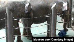 Слоны в Московском зоопарке. Кадр из фильма об обогащении среды слонов, снятого сотрудниками научного отдела зоопарка