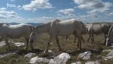 Боснияда согуштан кийин жапайы жылкы көбөйдү 