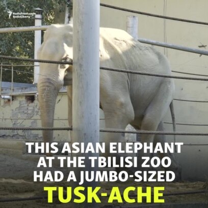 Jumbo 'Tusk-Ache' -- Elephant Surgery In Georgia