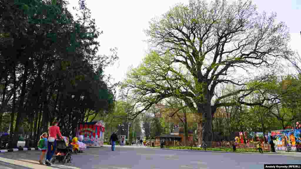 Parktaki nebatat dünyasınıñ baş vekili – yaşı 750 yıldan ziyade olğan dev-emen