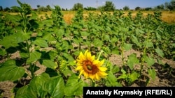 Посевы подсолнечника в Красноперекопском районе Крыма 22 июня 2018 года