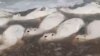 Cover/Video - mass death of saiga in Kazakhstan