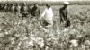 Brăila era una dintre zonele agricole importante vizate de sistematizare. Liderii comuniști vizitând tarlalele CAP-ului Tudor Vladimirescu (7.IX.1978). Fototeca online a comunismului românesc, cota:291/1978
