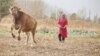 Кыргыз эт-сүтүнө ЕАЭБ базары азырынча жабык