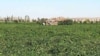 کشاورزی نیشکر و چغندر «در آستانه نابودی»