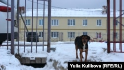 Бездомная собака в Коми 