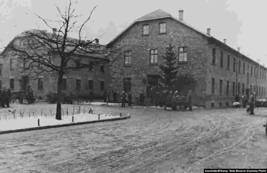 Нацисты сажают елки на территории лагеря около 15-го блока. На фото справа – туристы, январь 2015 года