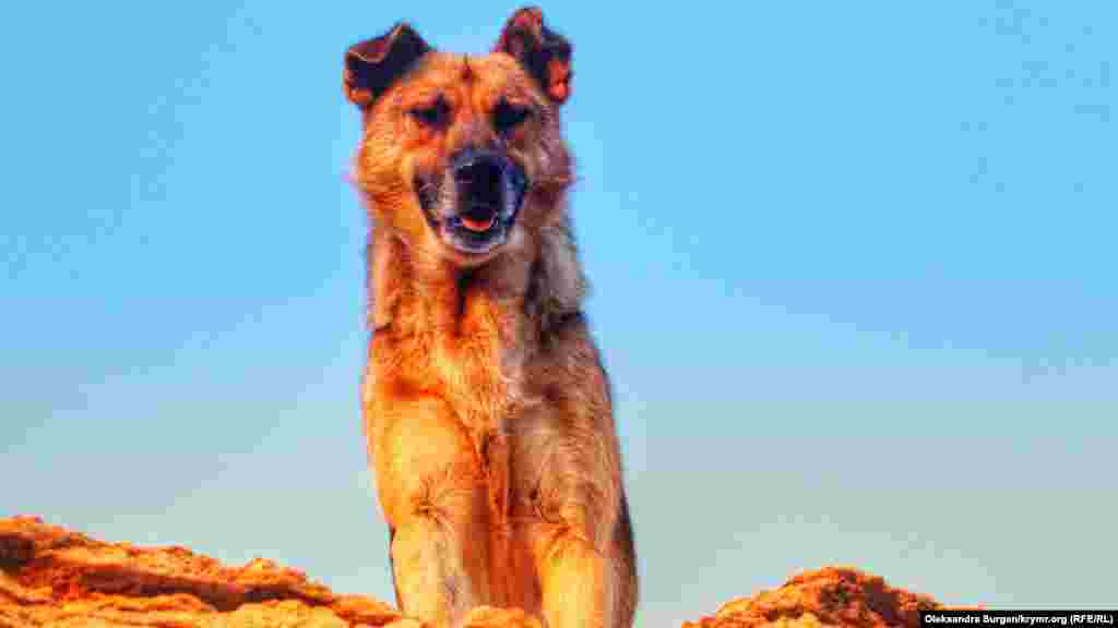 Capta köpek