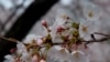 Sakura 桜
