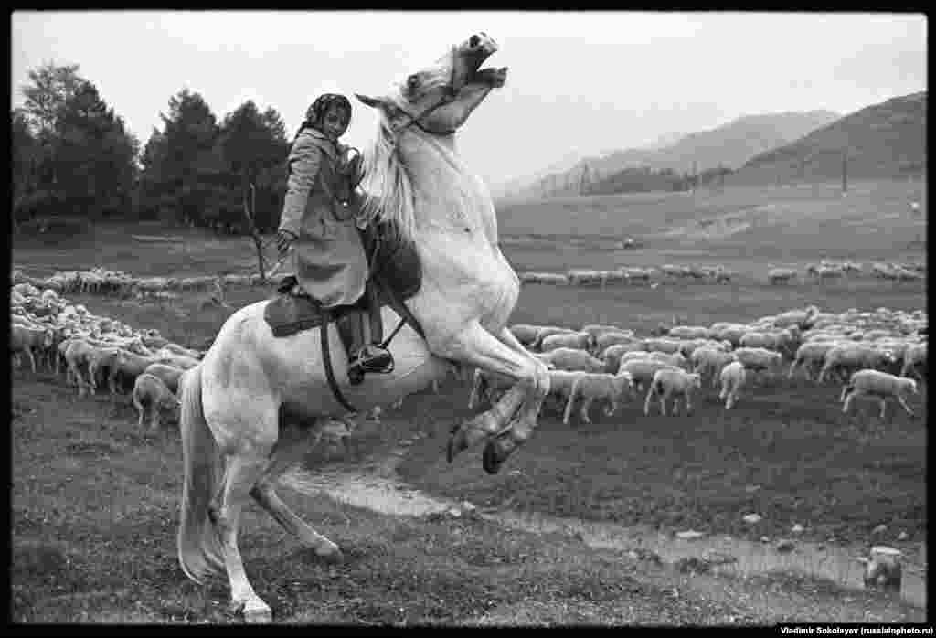 Čobančica na livadi Altajskih planina, 1980.